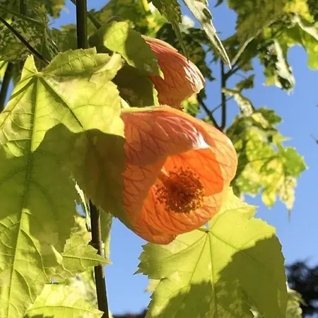 Casa Blumer - Mit 1200m2 Garten By Interhome Zurich