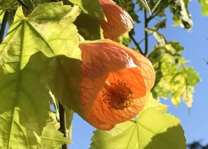 Casa Blumer - Mit 1200m2 Garten By Interhome Zürich